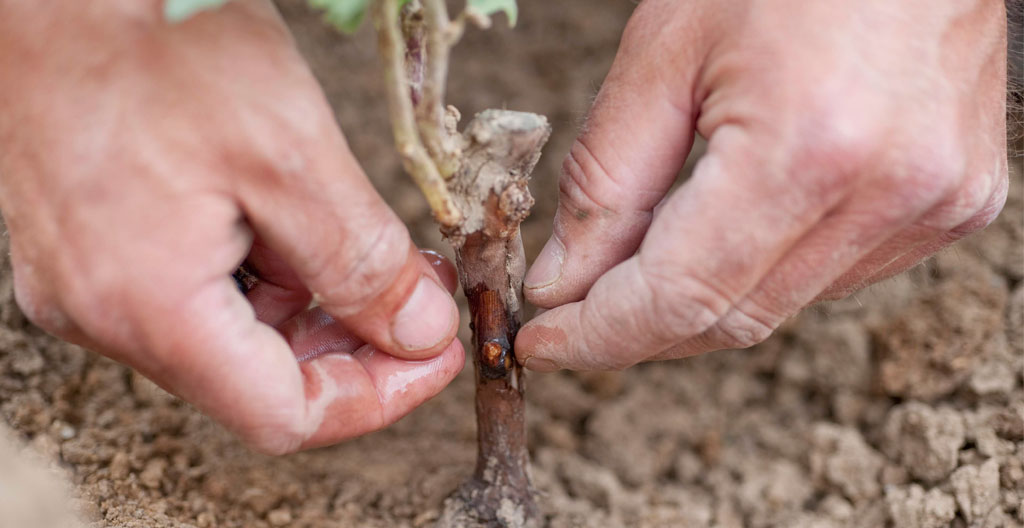 Mains de vigneron tenant un jeune plant de vigne greffé montrant la jonction entre porte-greffe américain et greffon européen avec terre et racines