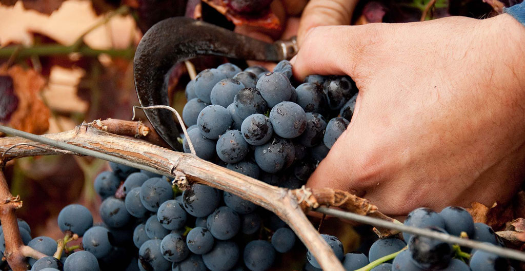 Vigneron en tablier contrôlant du vin soutiré d'un fût de chêne dans une cave voûtée en pierre avec rangées de barriques en arrière-plan sous lumière chaude